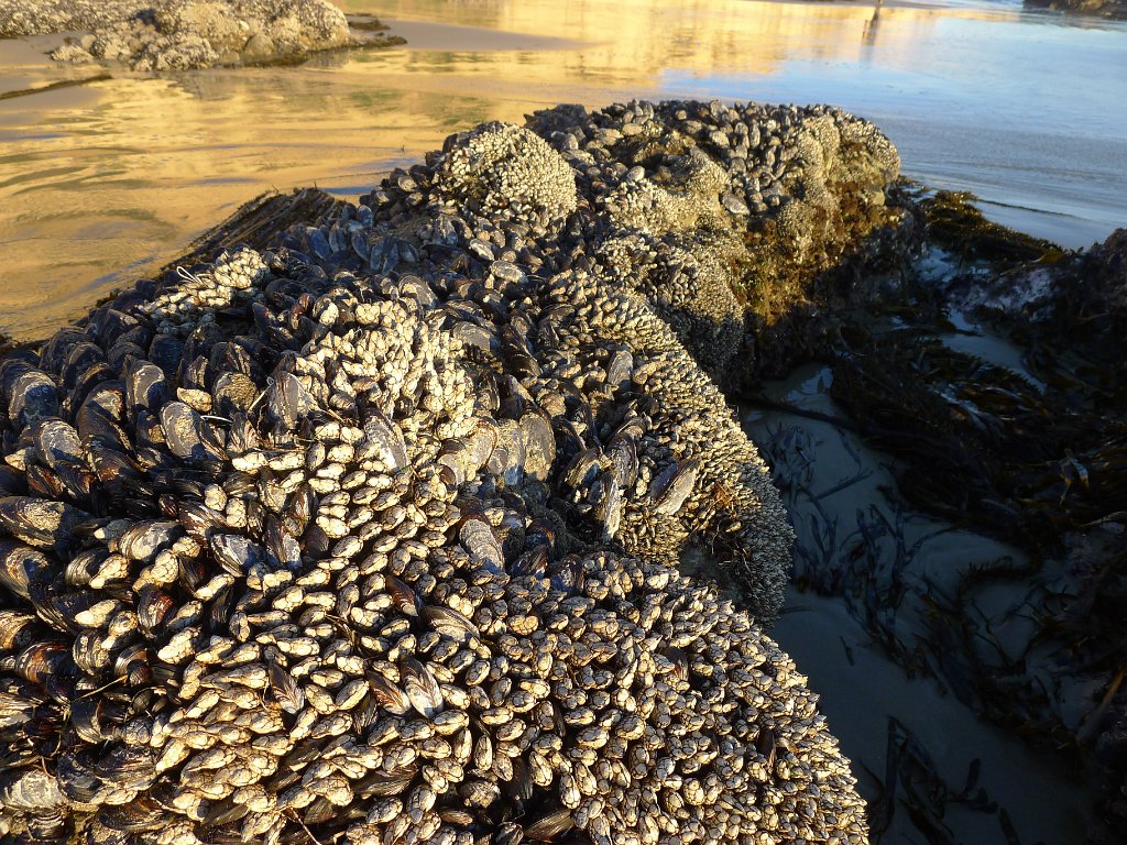 2014-01-17 PointReyesCamping 015